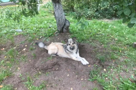Пропала собака на Центральной улице, Ногинск