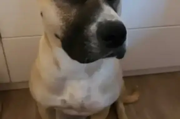 Собаки потеряшки, Волгоград, фото: Потеряшка собака Адель на Череповецкой улице, Волгоград