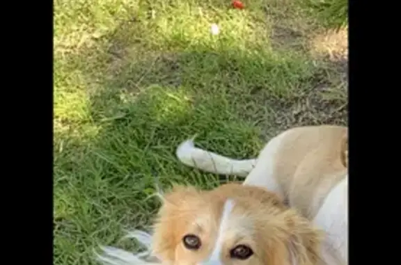 Пропала собака Кекс в Гвардейске
