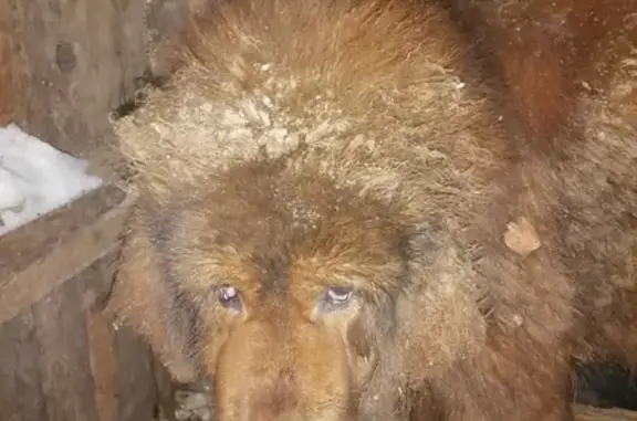 Собака найдена на ул. Ушакова, 26, Гремячинск
