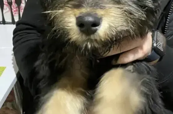 Собака найдена на Защитной, 19 в Тамбове