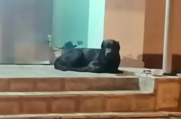 Собака найдена на ул. Кирова, 44 в Орехово-Зуево.