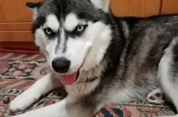 Собака Хаски найдена на улице Елшанка