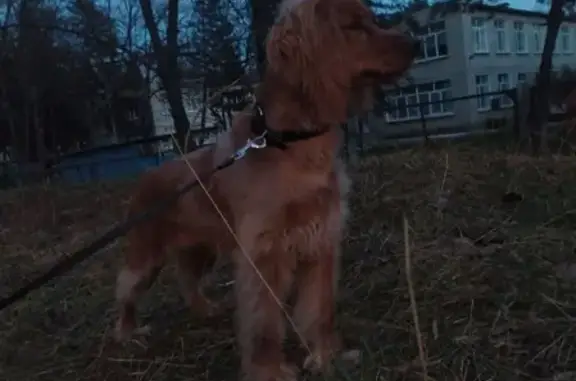 Пропала собака Маруся в Георгиевске, без одного глаза