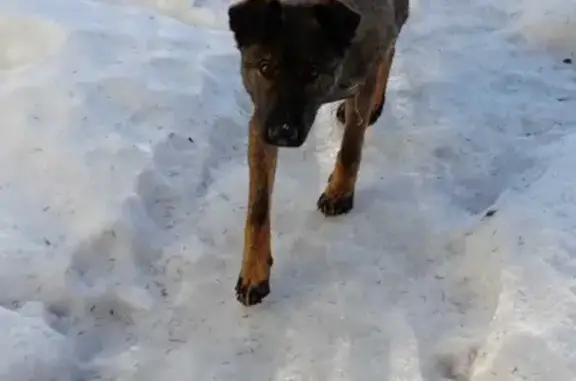 Найдена собака с ошейником без адреса Московская обл.