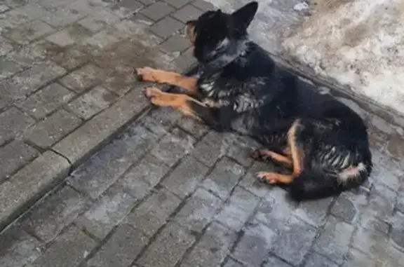 Собака найдена на Октябрьском проспекте, 36 во Владимире