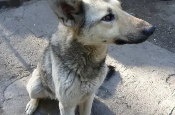 Собаки потеряшки, Калининград, фото: Потеряшка собака в районе Северной Горы, Калининград