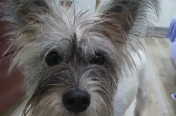 Пропала собака Метис цвергшнауцера в Партените, Крым