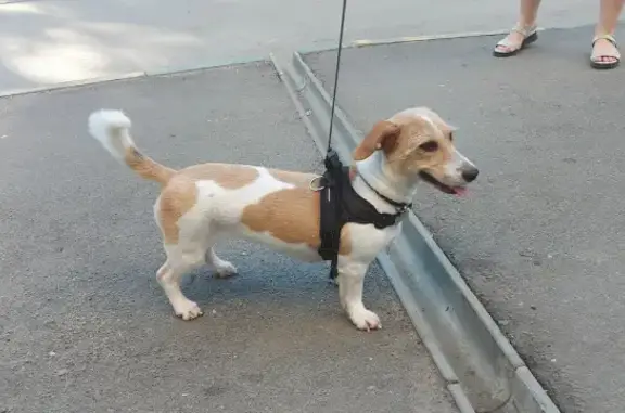 Собаки потеряшки, Нижний Новгород, фото: Потеряшка собака Оливия на Планетной 35