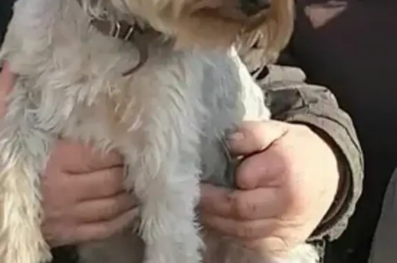 Пропала собака Йоркширский терьер в районе Интерната, вознаграждение на ул. Усова, 2.