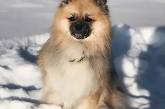 Собаки потеряшки, Рославль, фото: Потеряшка шпиц на Комсомольской, 46 в Рославльском поселении