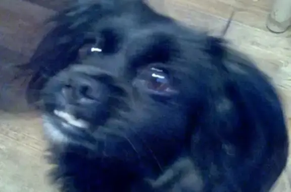 Пропала собака Амели на Ильменской улице, 94, Миасс