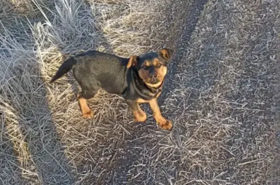 Пропала пастушья собака в Степанищево, Тамбовская область