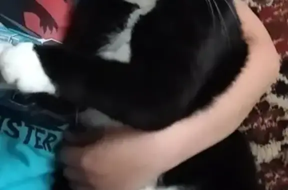 Кошки потеряшки, Казань, фото: Потеряшка кот Феликс на Минской, Казань