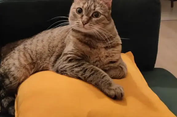 Кошки потеряшки, Ярославль, фото: Потеряшка кошка на ул. Академика Колмогорова, 7 в Ярославле