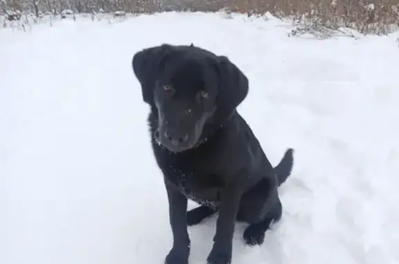Собаки потеряшки, Орёл, фото: Потеряшка Лабрадор, ул. Розы Люксембург, 54, Орёл
