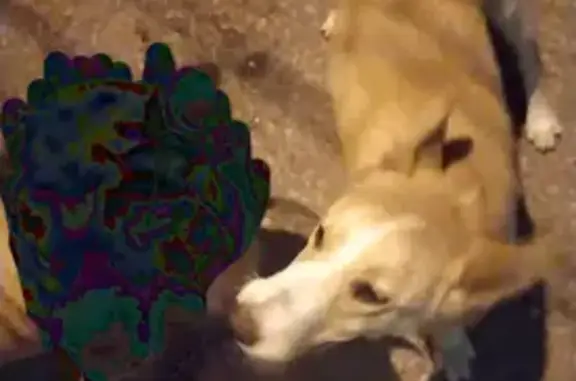 Пропала собака на ул. Луговая, Симферополь