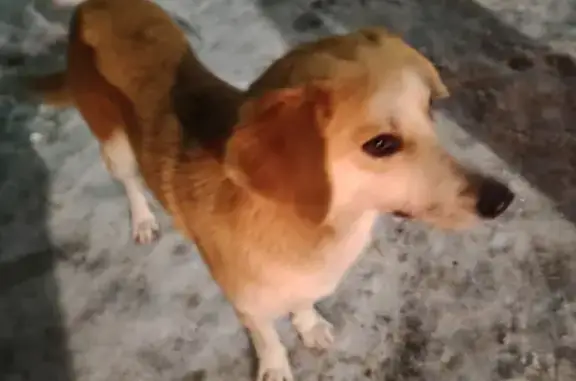 Найден напуганный пес на Астраханской, 4Б, Оренбург
