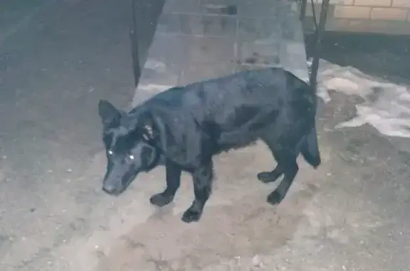 Найдена черная ВЕО собака на ул. Киквидзе 75