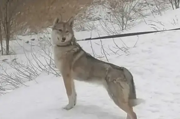 Пропала собака Дымка в Ярославской области
