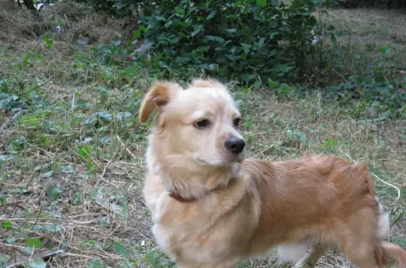 Пропала собака на улице Оленчука, Симферополь.