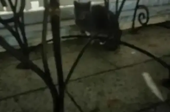 Найдена кошка на Лунинской ул. в Пскове