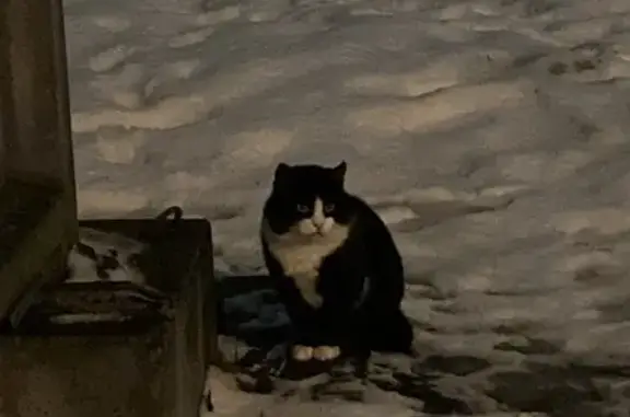 Найдена кошка на Белградской, СПб