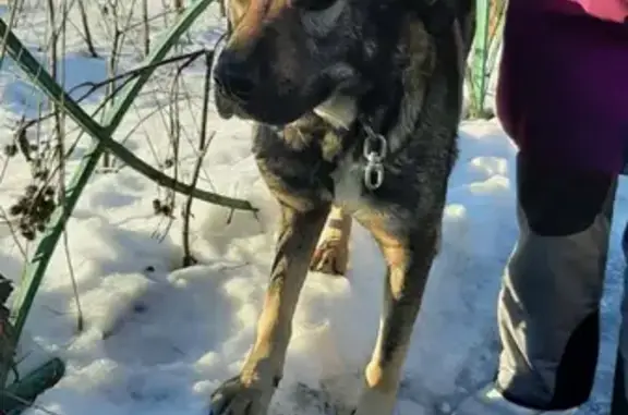 Найдена собака на Ленинградском шоссе, Москва