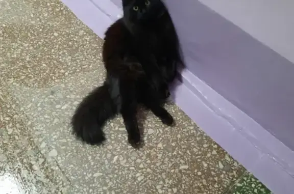 Найден чёрный котик с ошейником возле школы 12 на Солнечной улице