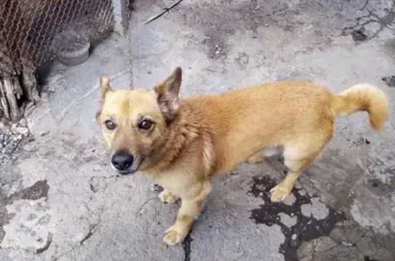 Пропала собака Рыжик в Терновке, ул. Новосёловка 26, Пенза