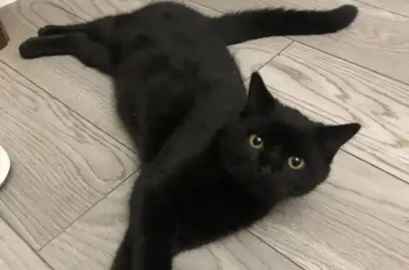 Найден черный котик на 1-м Онежском, Краснодар