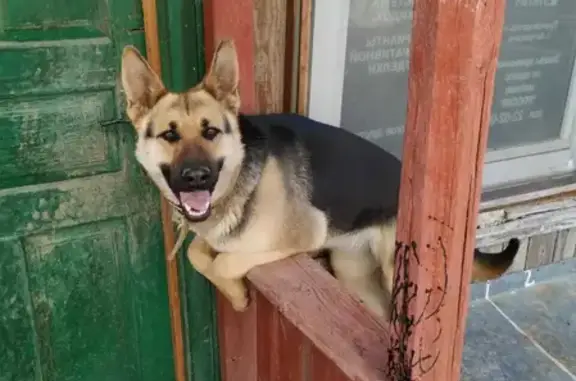 Собаки потеряшки, Астрахань, фото: Потеряшка собака в районе Правобережной больницы, Астрахань