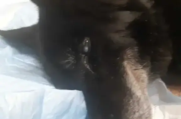 Найдена слепая собака на Уральской, ищем хозяев