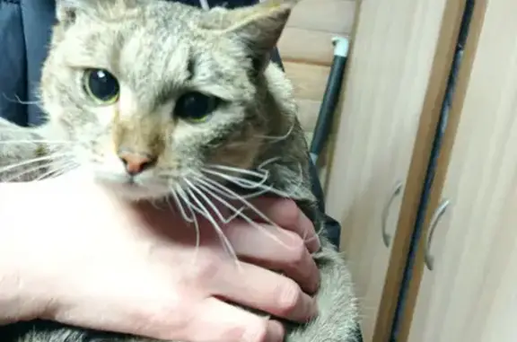 Найдена кошка на Советской, 33