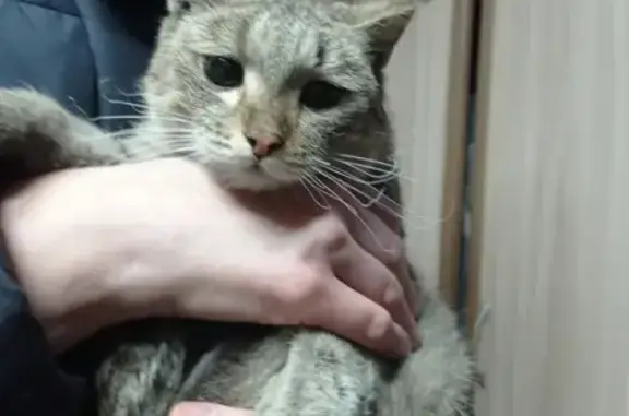 Кошка найдена на Советской улице, 41