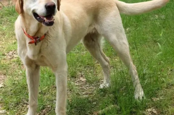 Собаки потеряшки, Новотроицкое, фото: Потеряшка песочный лабрадор в Новотроицком, Амурская область