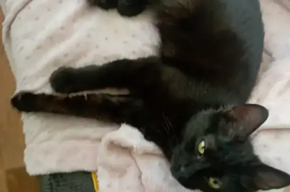 Найден домашний кот на Трошева 35, Краснодар.