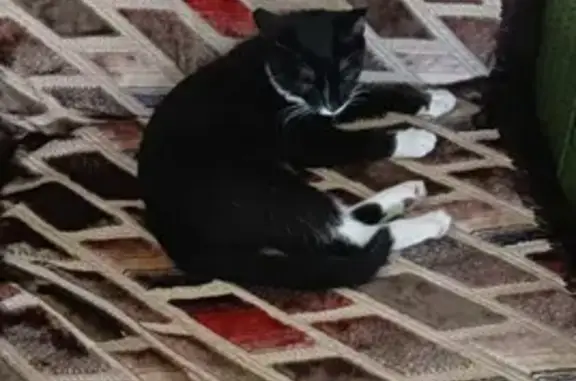 Кошка найдена на Ленинградском проспекте, 33 в Железногорске