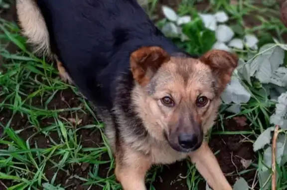 Пропала собака на Огнеупорной, 56 в Ижевске