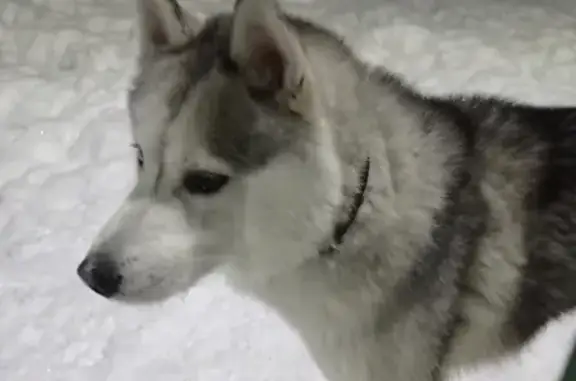 Собака хаски на ул. Пушкина, 63 с52, Томск