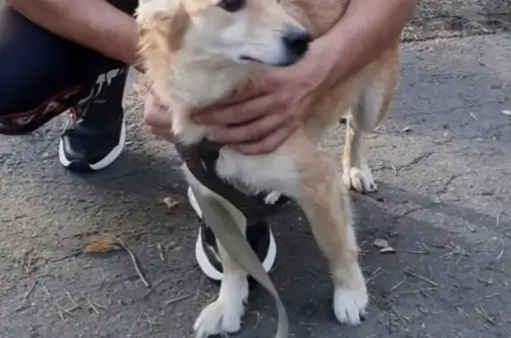 Пропала собака Бани на улице Грибоедова, Екатеринбург
