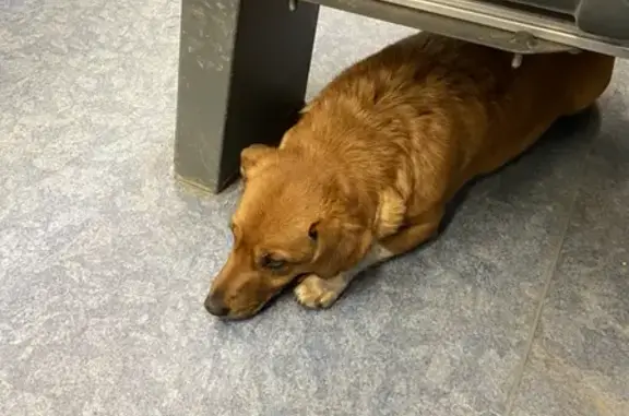 Собака найдена в Дорохово на перроне