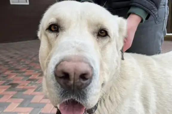 Собака Кабель Алабай найдена в Красном Буксире, Волгоградская область.