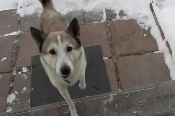 Собака на улице Контролёров, Екатеринбург.