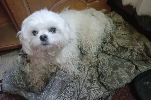 Найдена собака, Смоленский муниципальный округ, фото: Собачка найдена на Краснинском шоссе