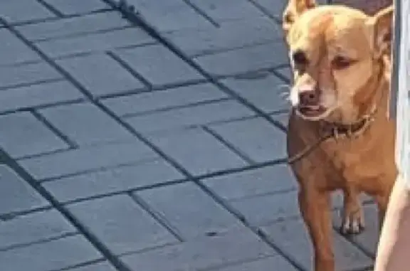 Пропала собака Тера в посёлке Нагорный, 4-й проезд, 63