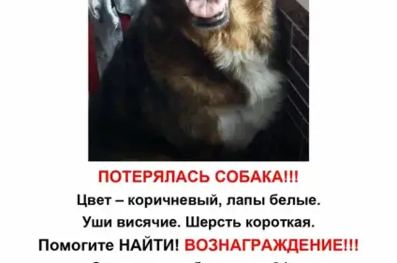 Собаки потеряшки, Санкт-Петербург, фото: Потеряшка собака в СПб на Турку, проспект Славы 51, помогите!