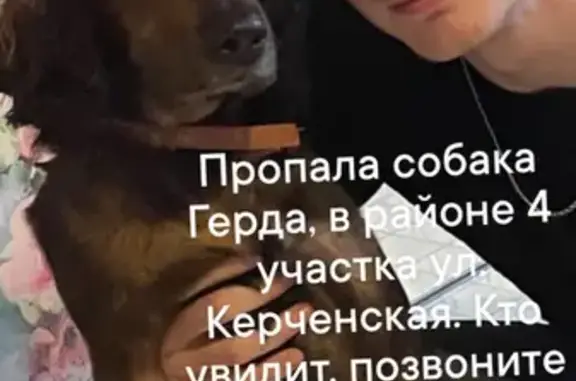Пропала собака Коккер спаниель на улице Керченской, 14, Абинск.