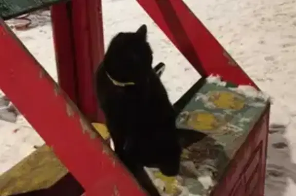 Кошки потеряшки, Санкт-Петербург, фото: Потеряшка кошка Какос на Ушинского 3 к3, СПб