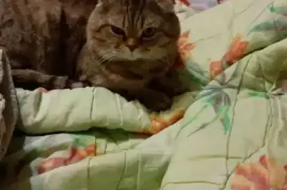 Пропал кот Веслоухий, 30 Сергиевский